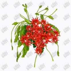 Red Orchid Cactus T-Shirt -Rugged Roots Store d.2509810274.24947801.s3.1 f9f9fb YXJ0aXN0c2hvdA 800x800 1